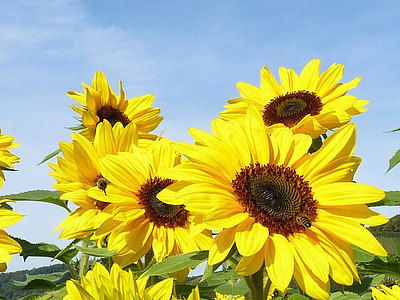 Sonnenblumen_resistent.jpg  